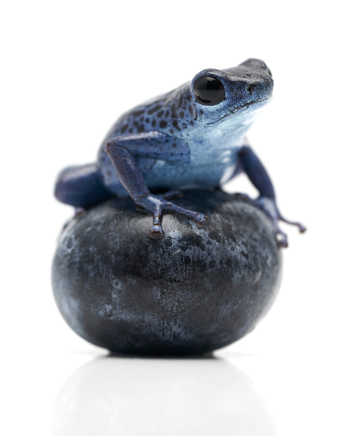 Oophaga pumilio 'Rio Colubre' on a blue berry