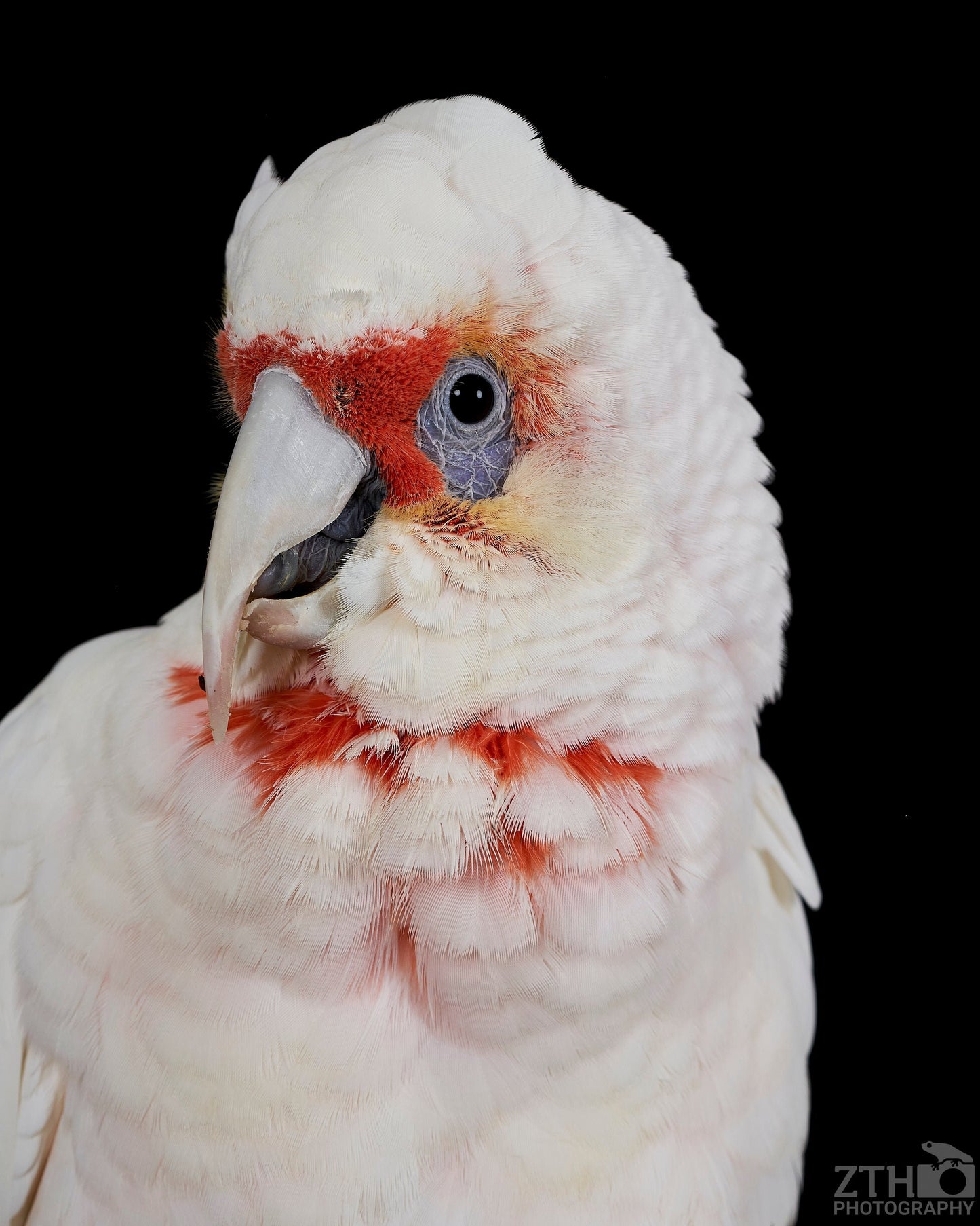 Slender-billed Cockatoo