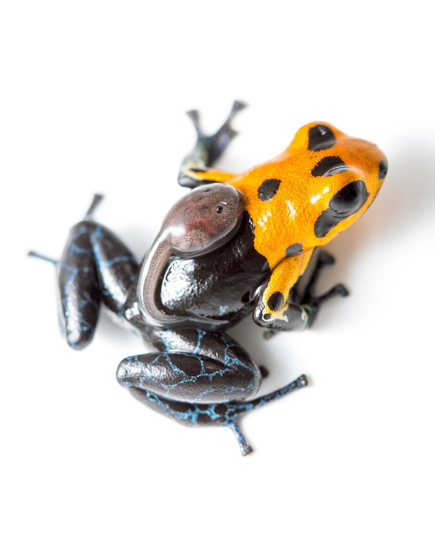 Dart Frog with Tadpole