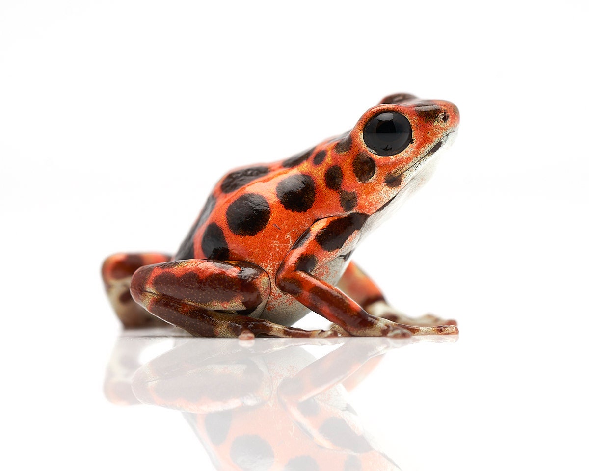 Oophaga pumilio 'Bastimentos'