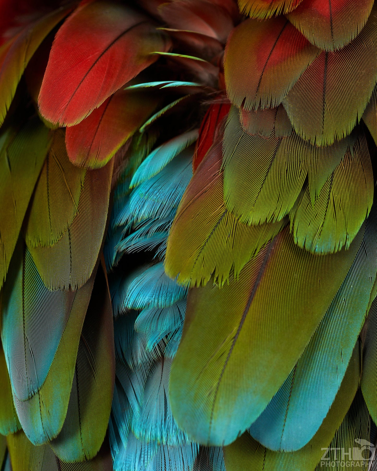 Macaw Feathers