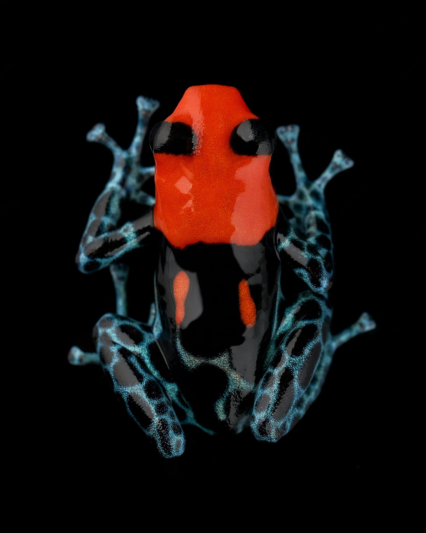 Ranitomeya benedicta