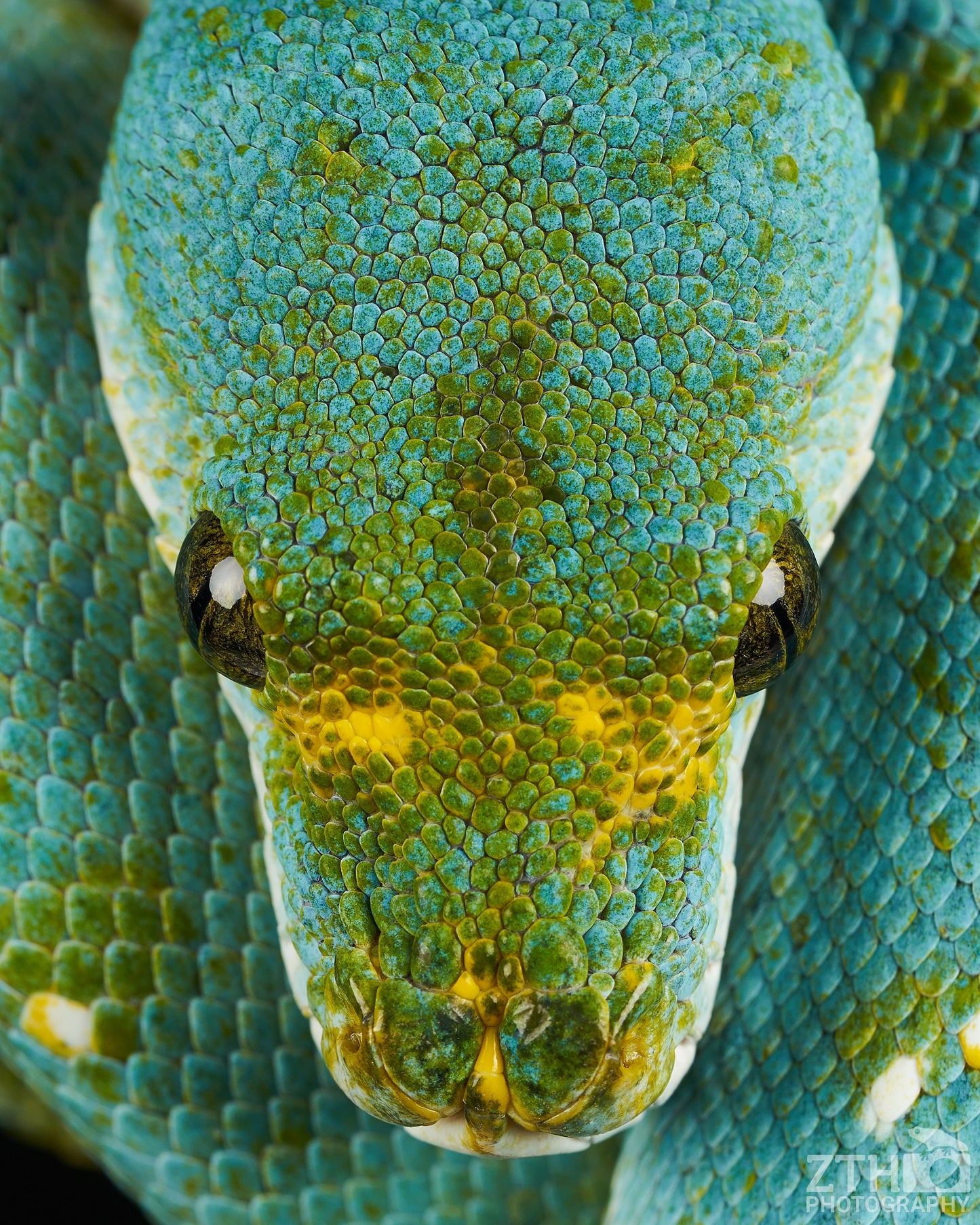 Green Tree Python Close-up