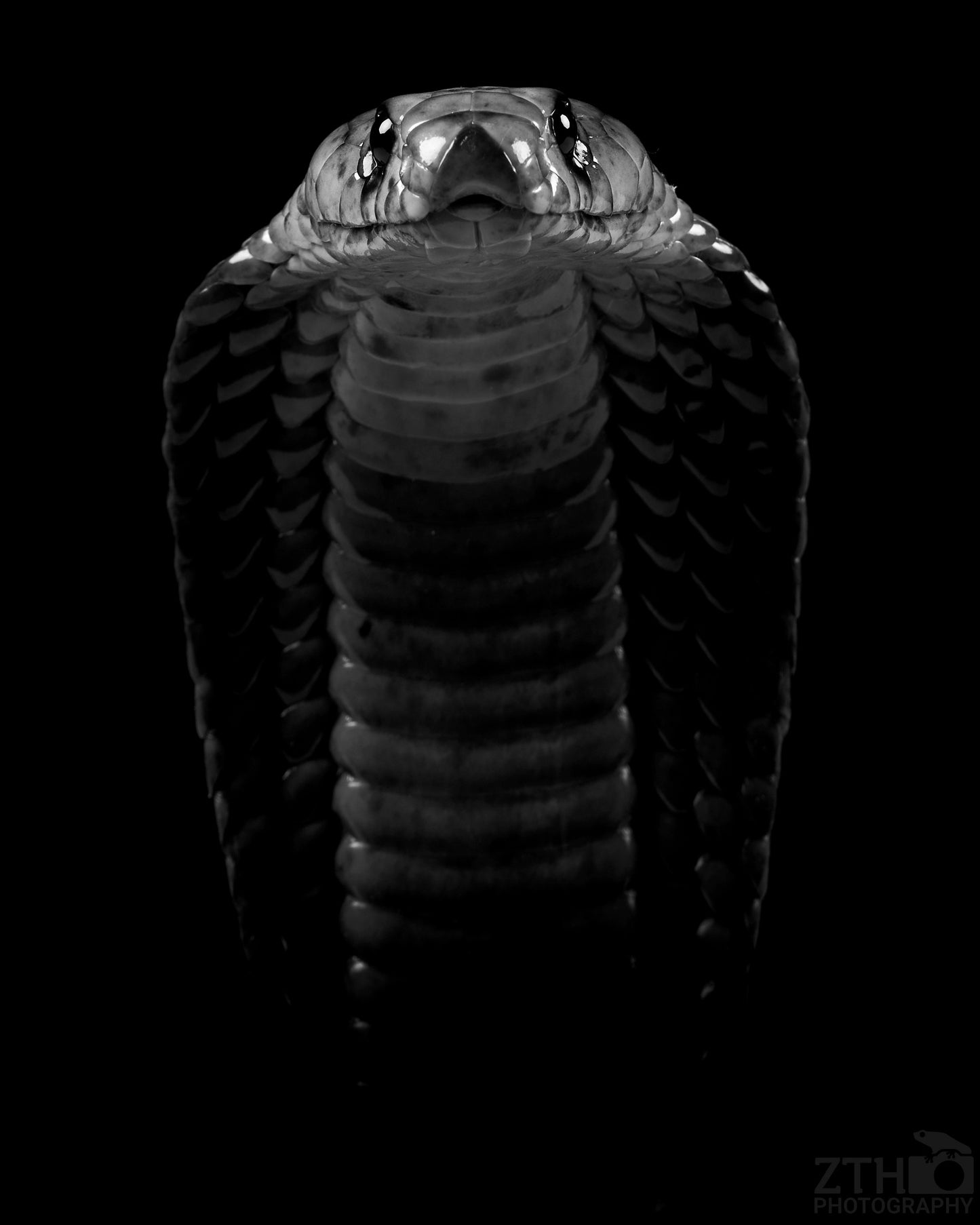 Black and white cobra