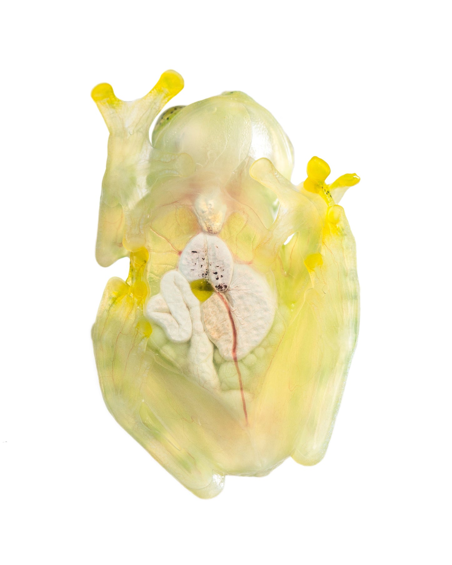 Glass Frog