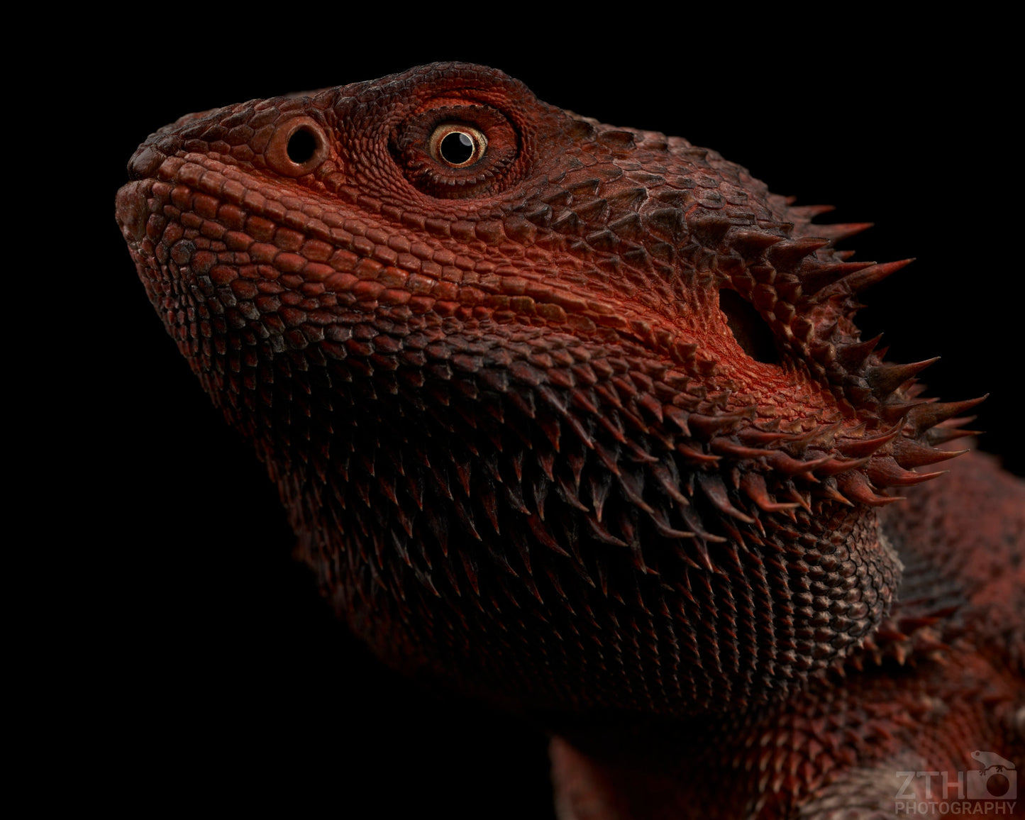 Red Monster Bearded Dragon