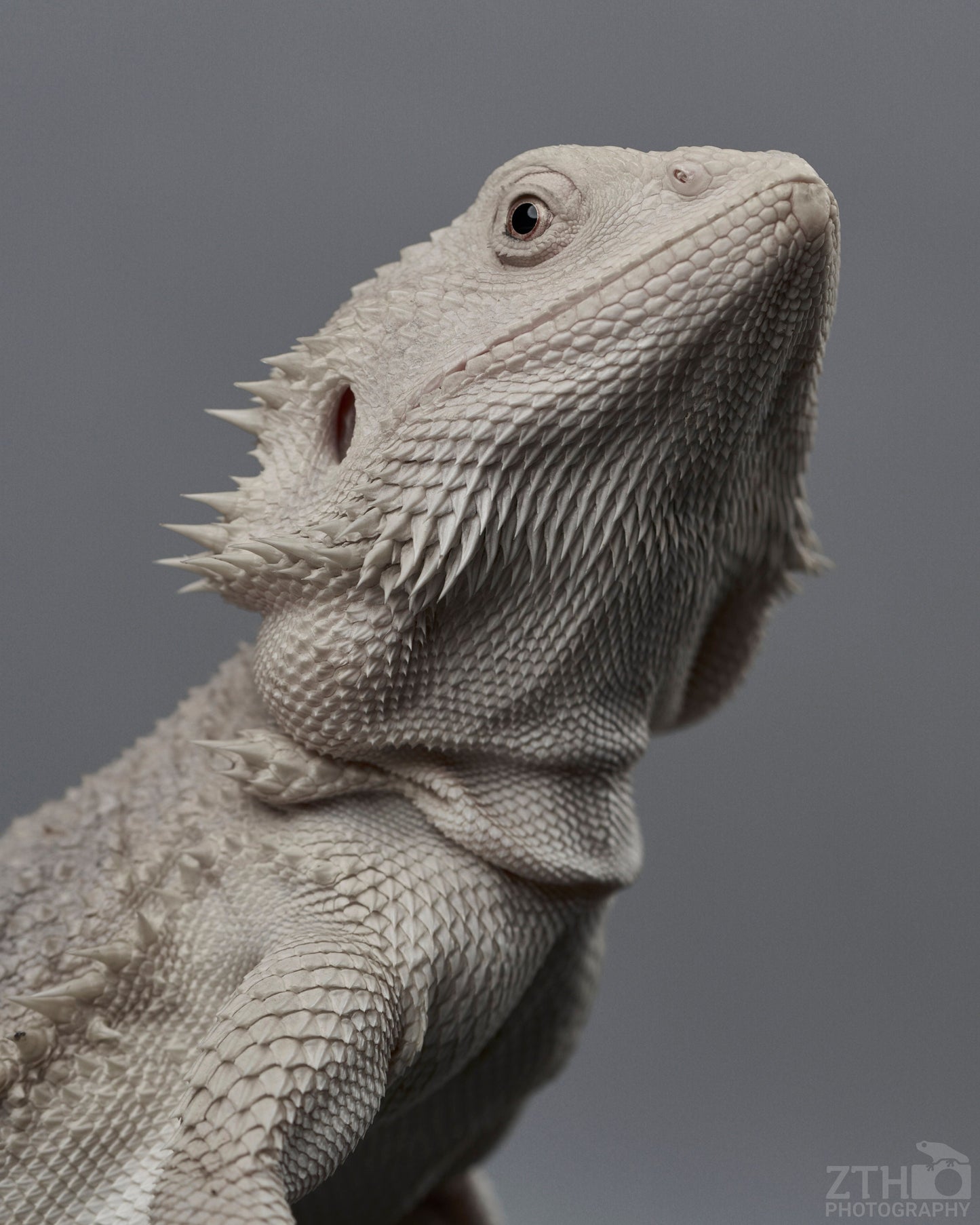Zero Bearded Dragon