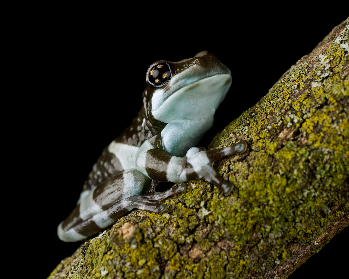 Milk Frog