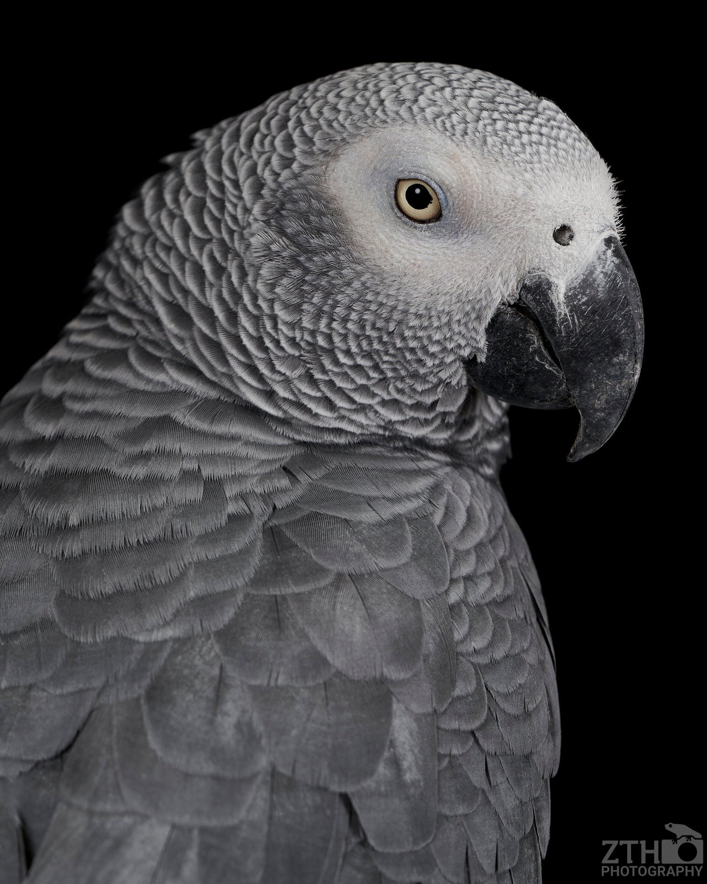 African Grey