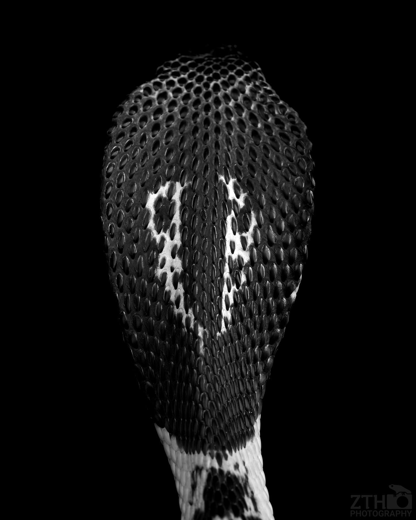 Siamese Spitting Cobra