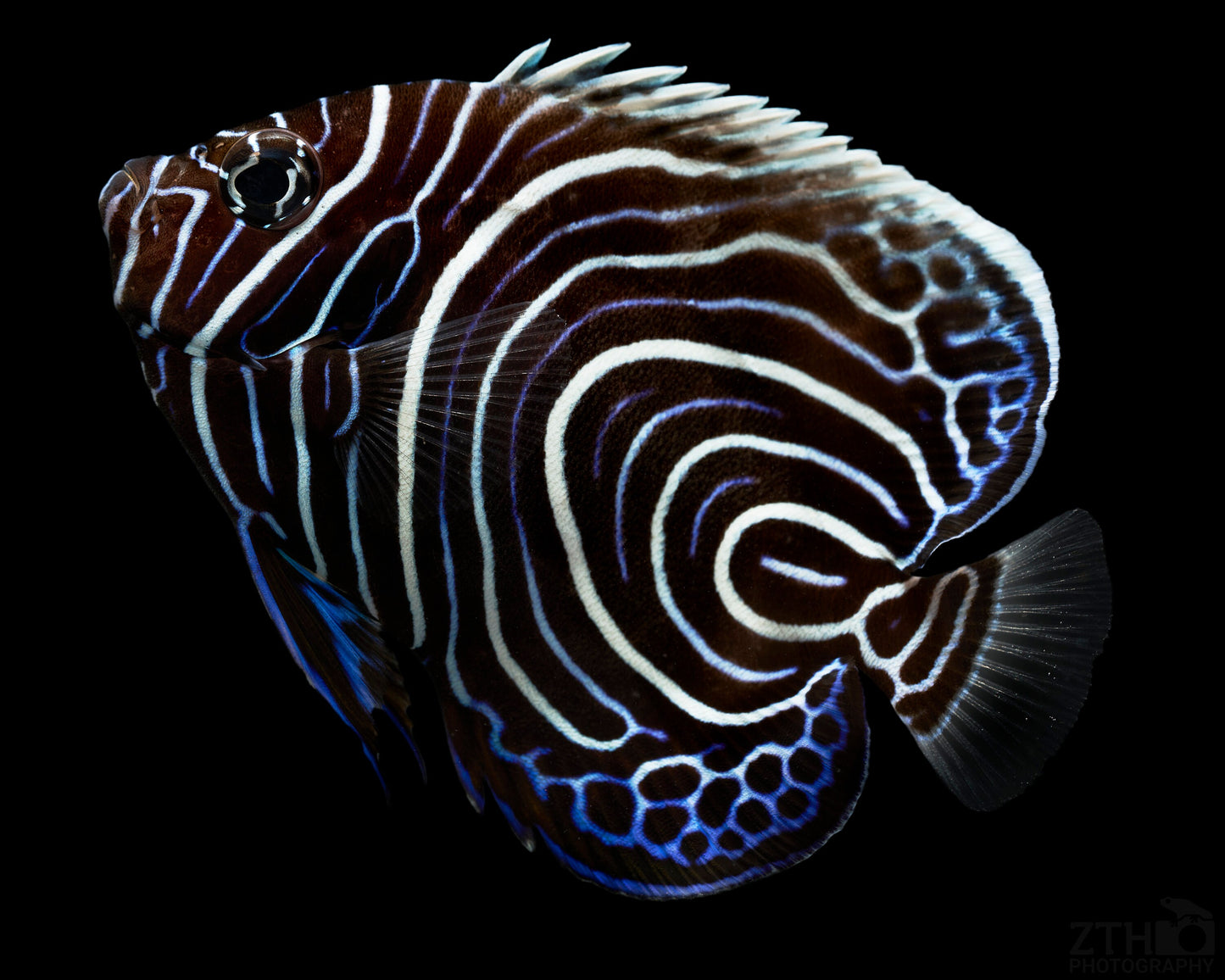 Emperor Angelfish