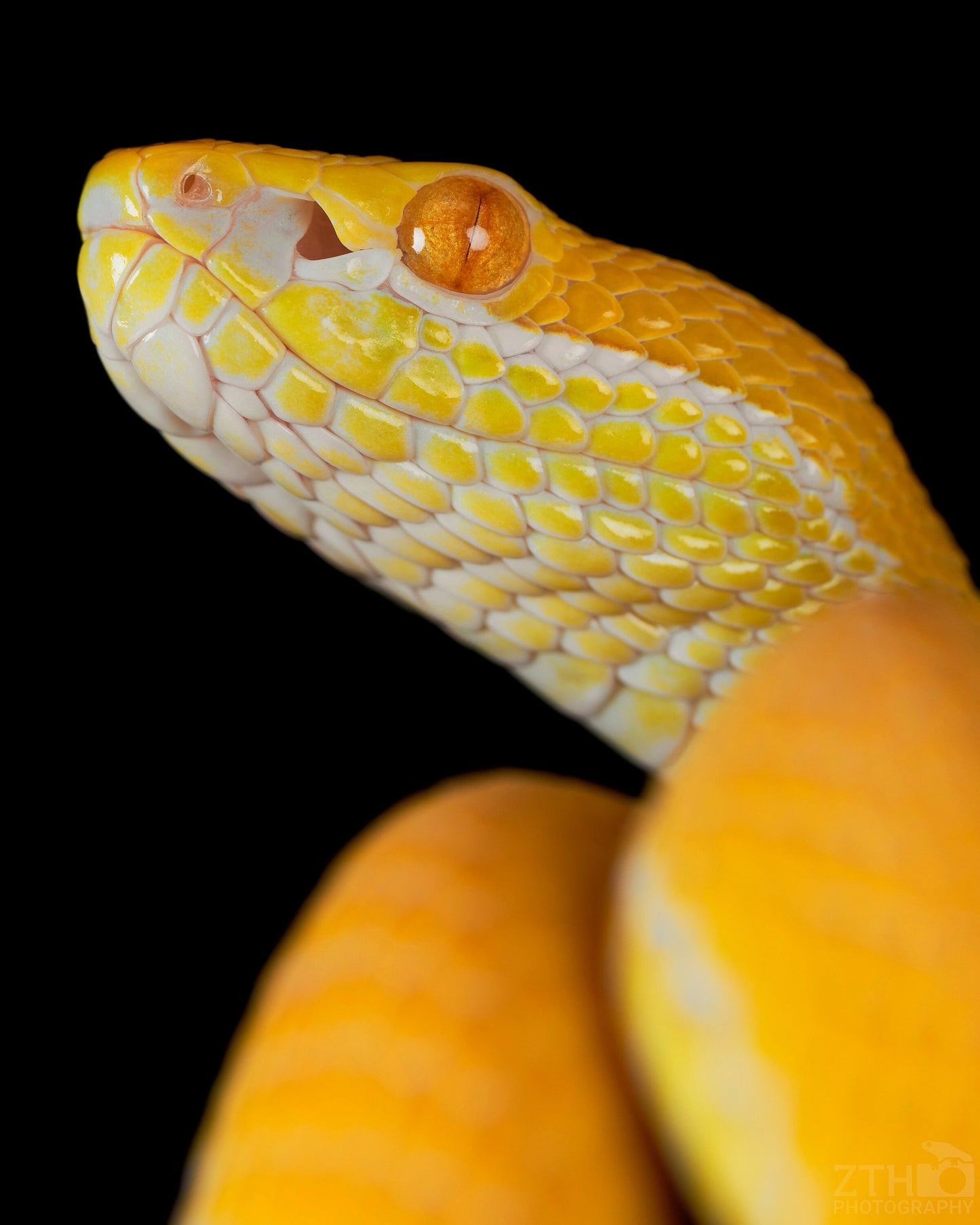 Albino T. albolabris