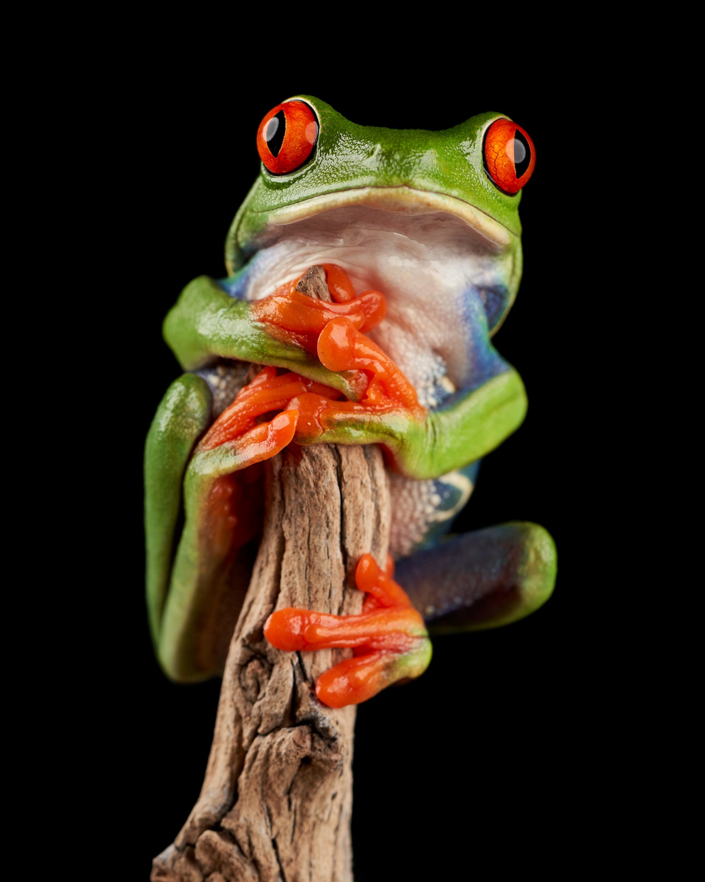 Red-eyed Tree Frog | Tree Frog Art