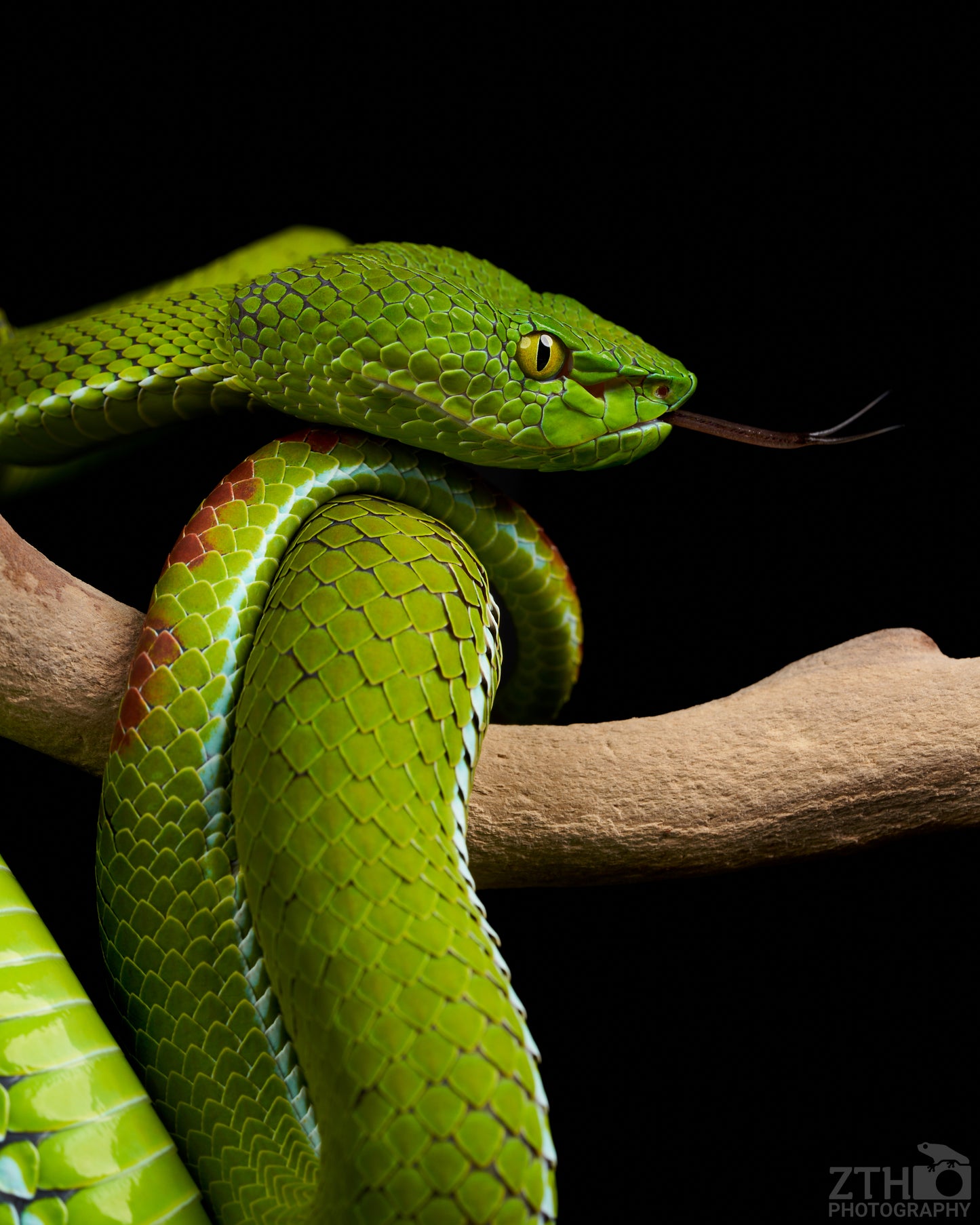 Trimeresurus gumprechti | Snake Photo Print