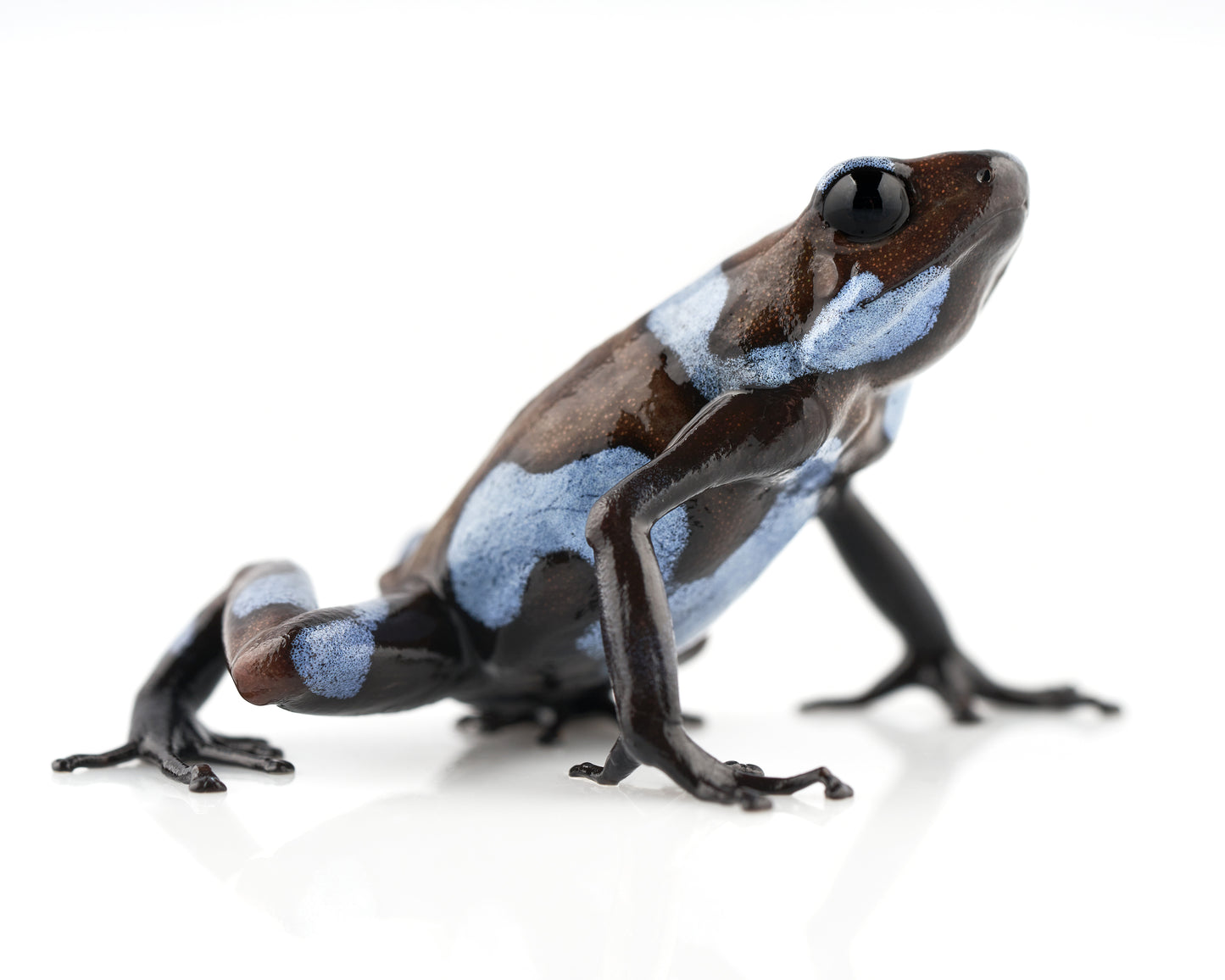 Oophaga histrionica 'Blue' | Poison Dart Frog Art