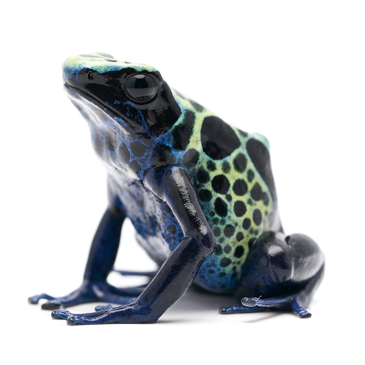 Dendrobates tinctorius 'Green Sipaliwini'