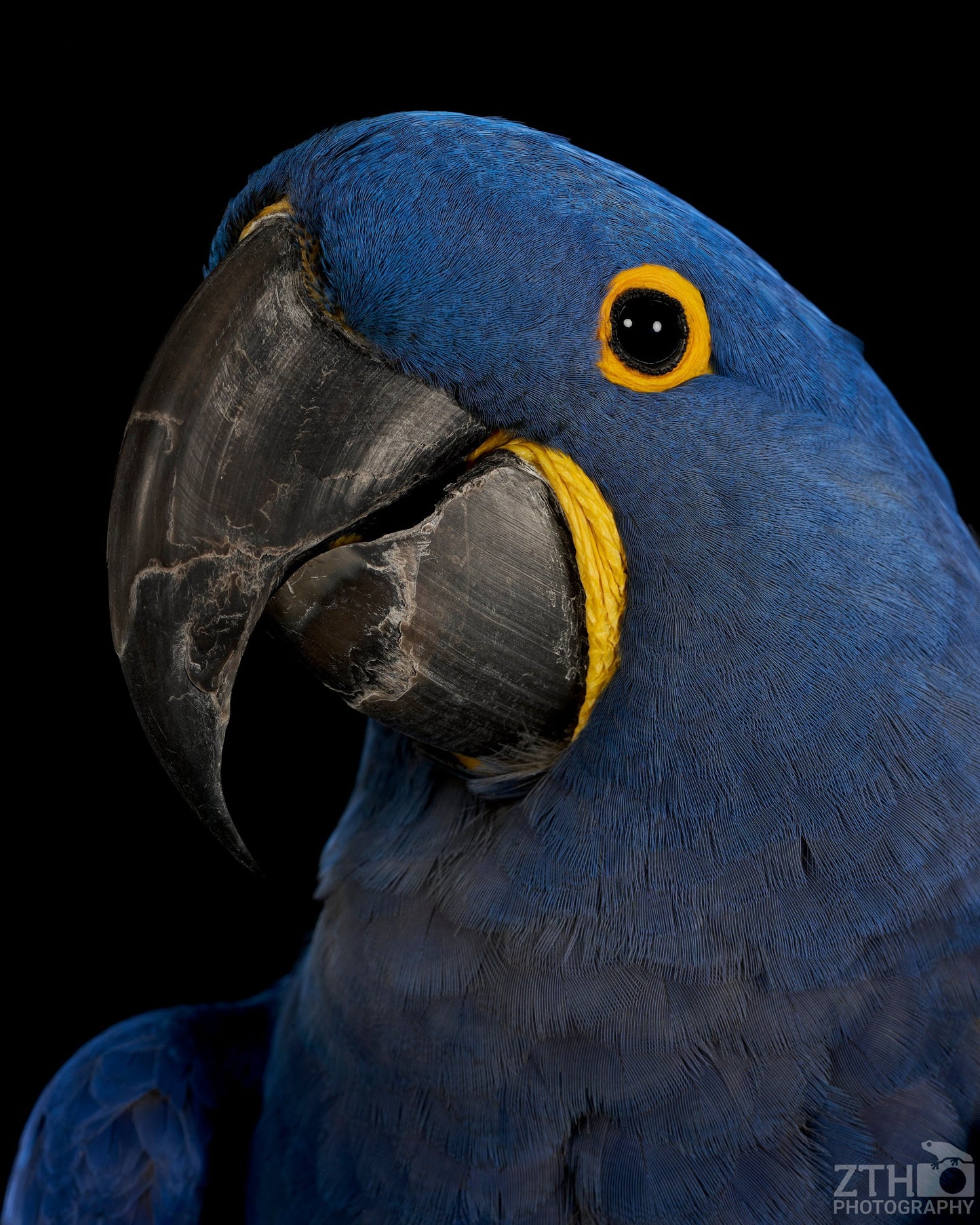 Hyacinth Macaw
