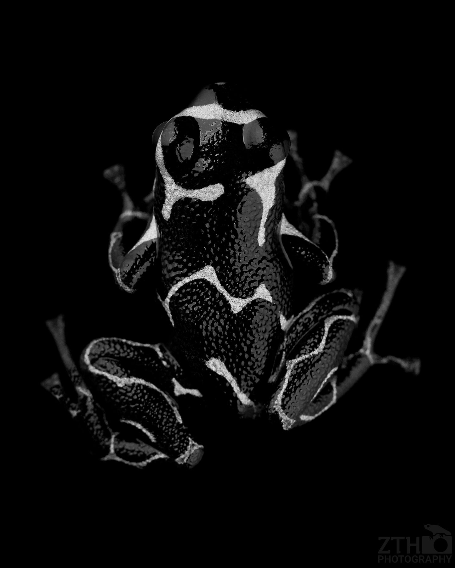 Ranitomeya in black and white