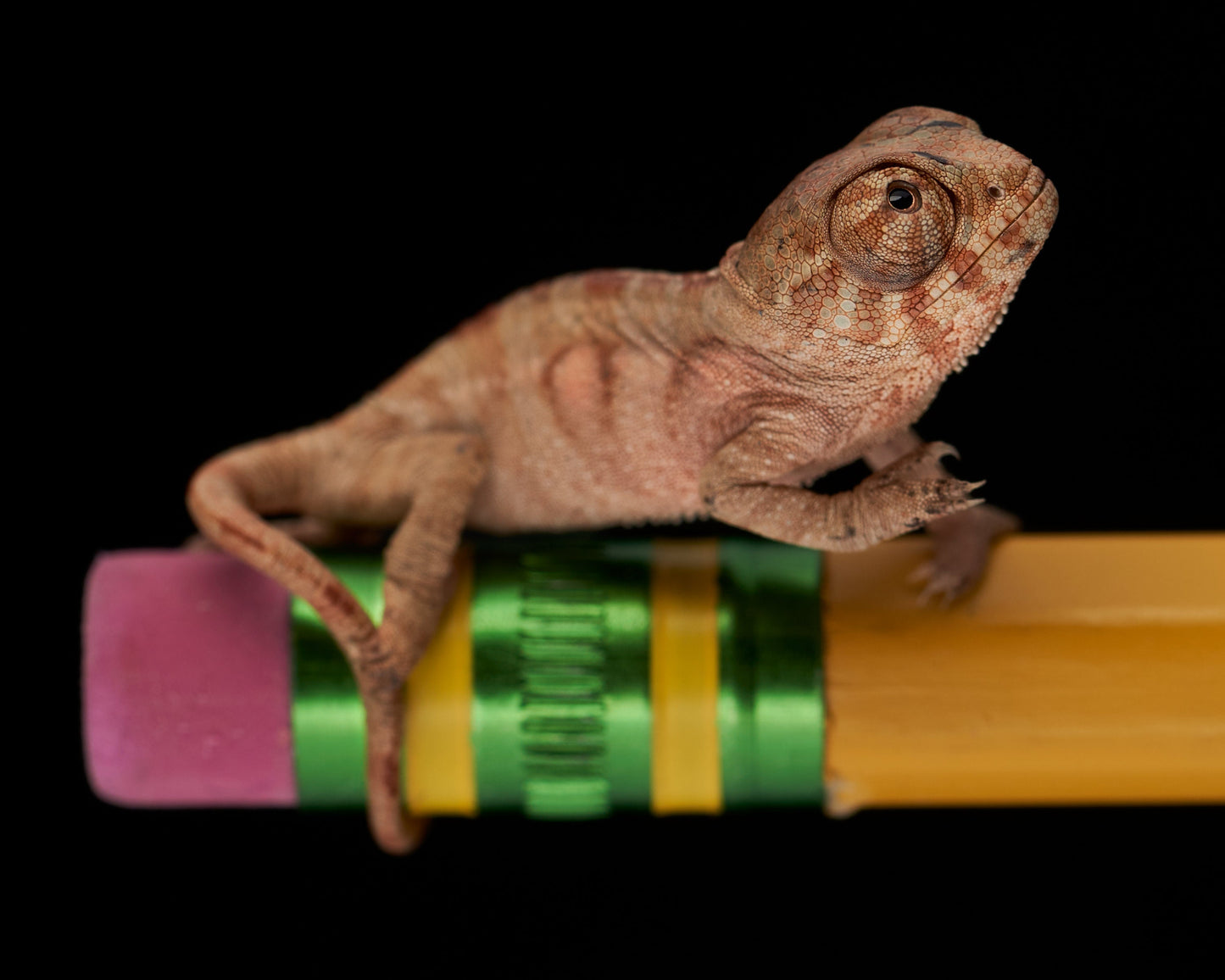 Panther Chameleon on a pencil