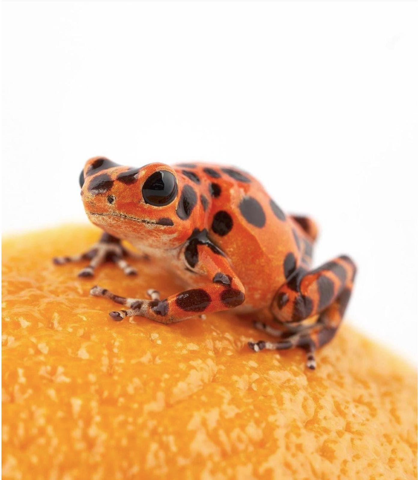 Oophaga pumilio 'Bastimento'