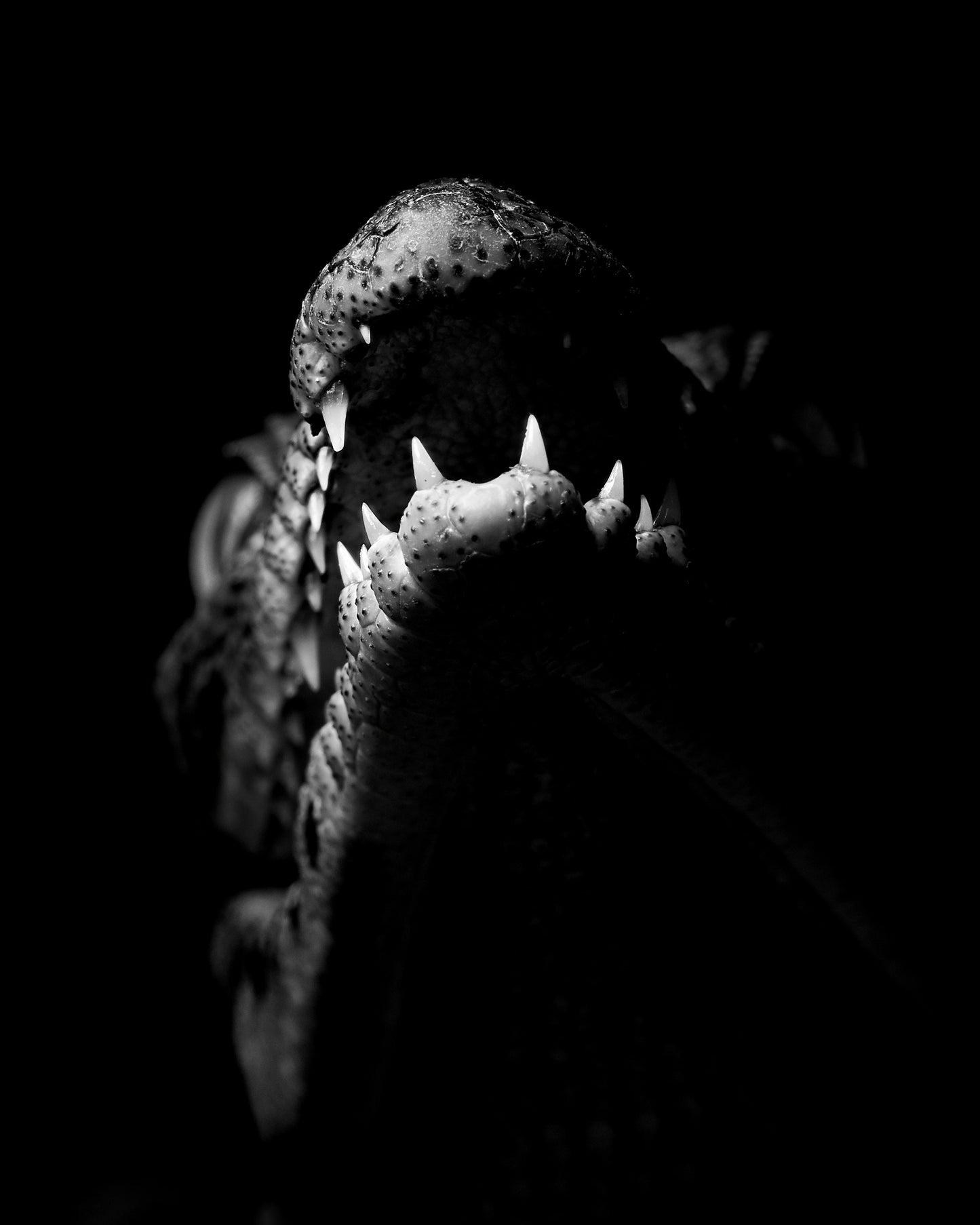 Black and white crocodile