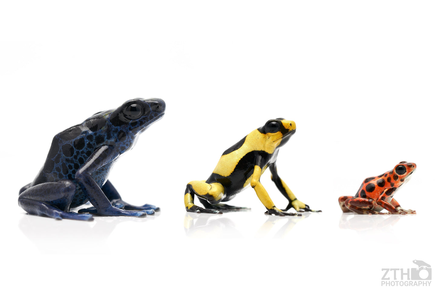 Dart frog comparisons