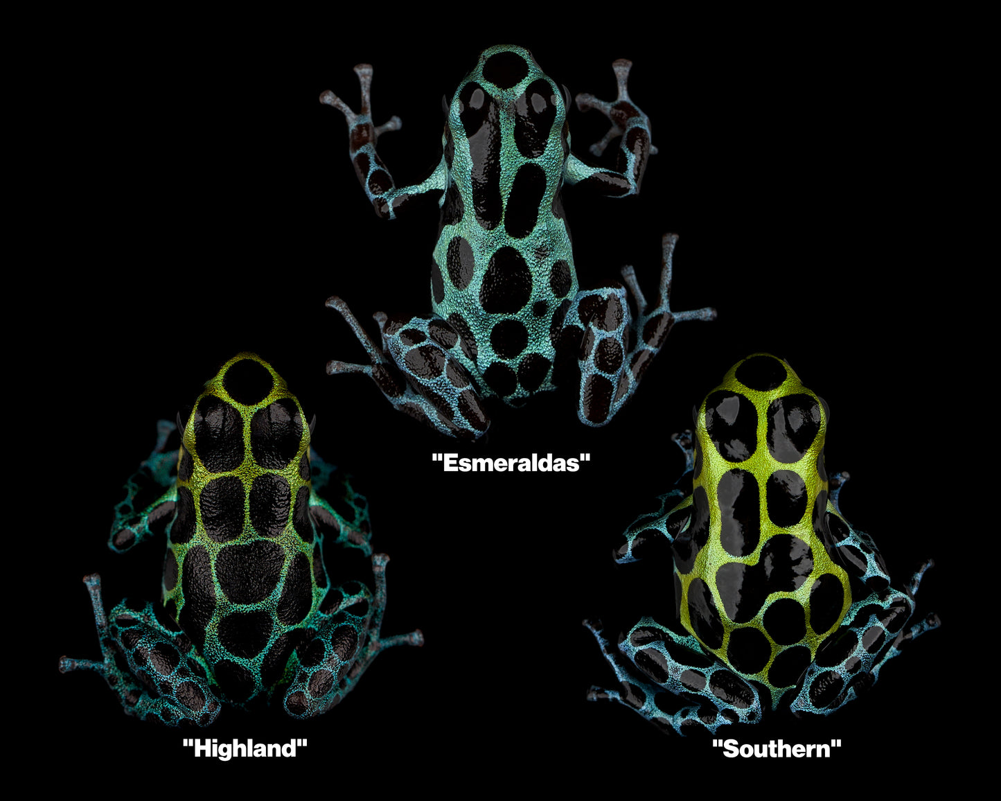 Ranitomeya Variabilis Group