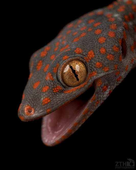 Baby Tokay Gecko