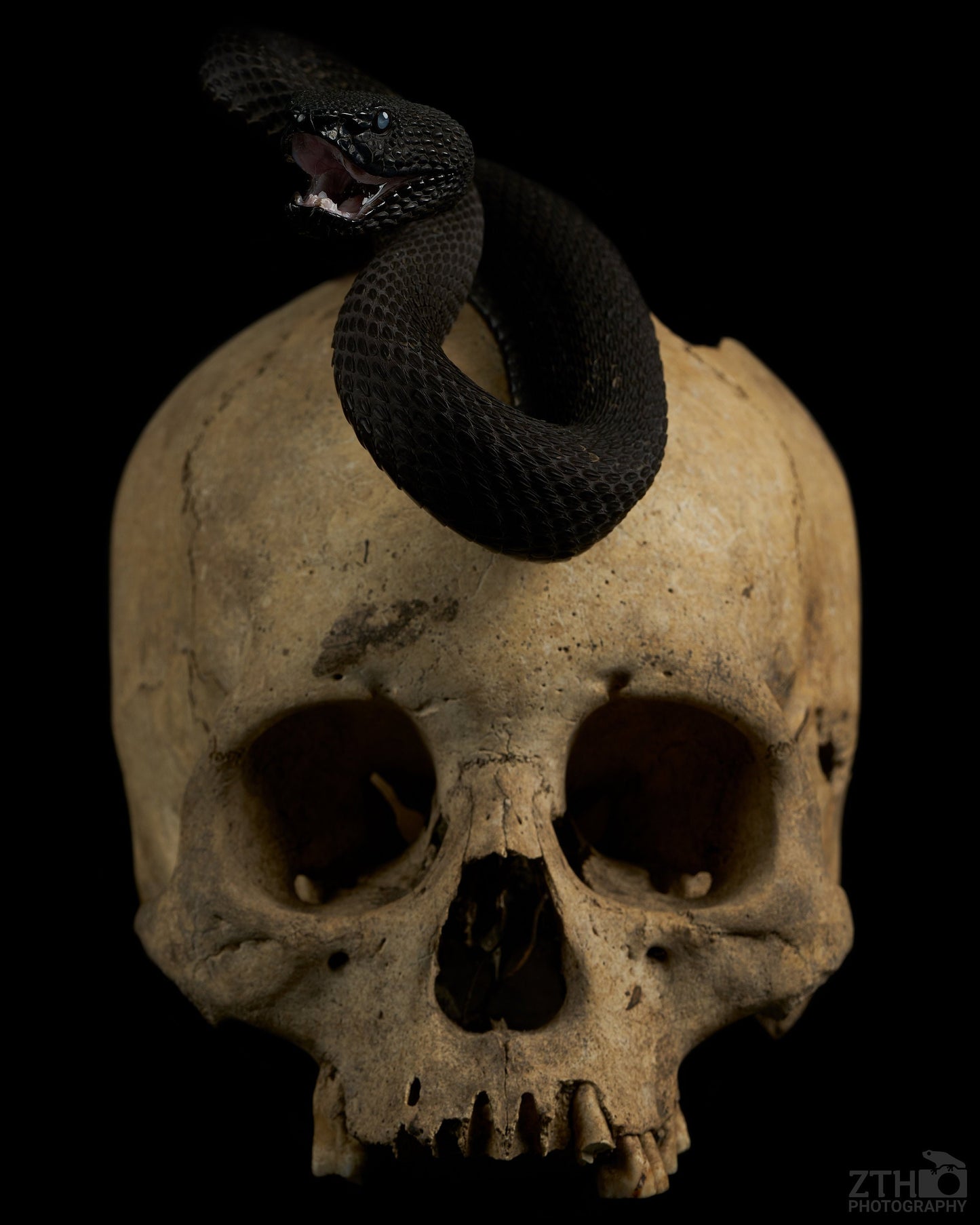 Mangrove pitviper on human skull