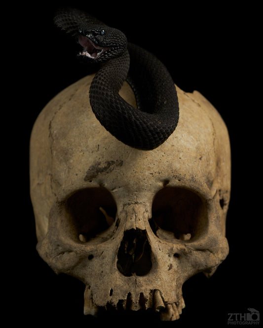 Mangrove pitviper on human skull