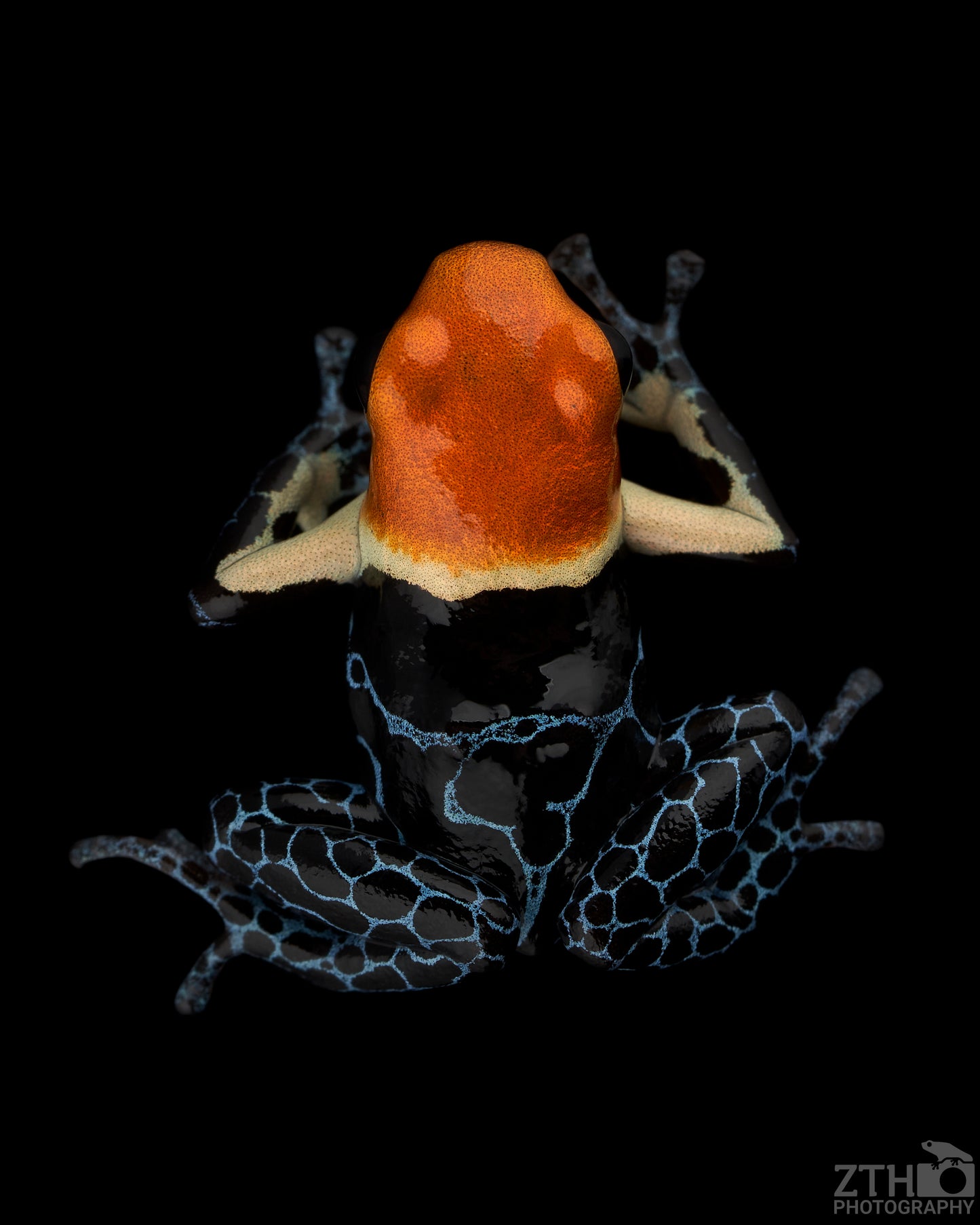 Ranitomeya fantastica ‘True Nominal’