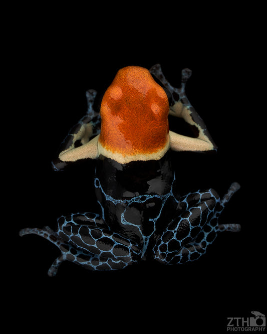 Ranitomeya fantastica ‘True Nominal’