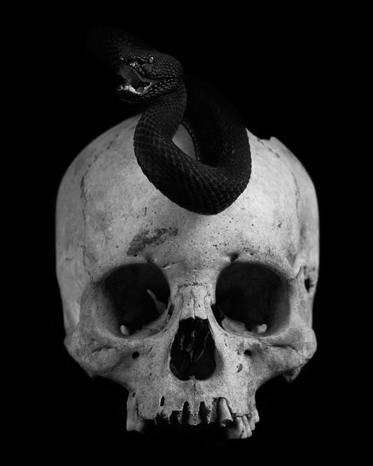 Skull and Snake