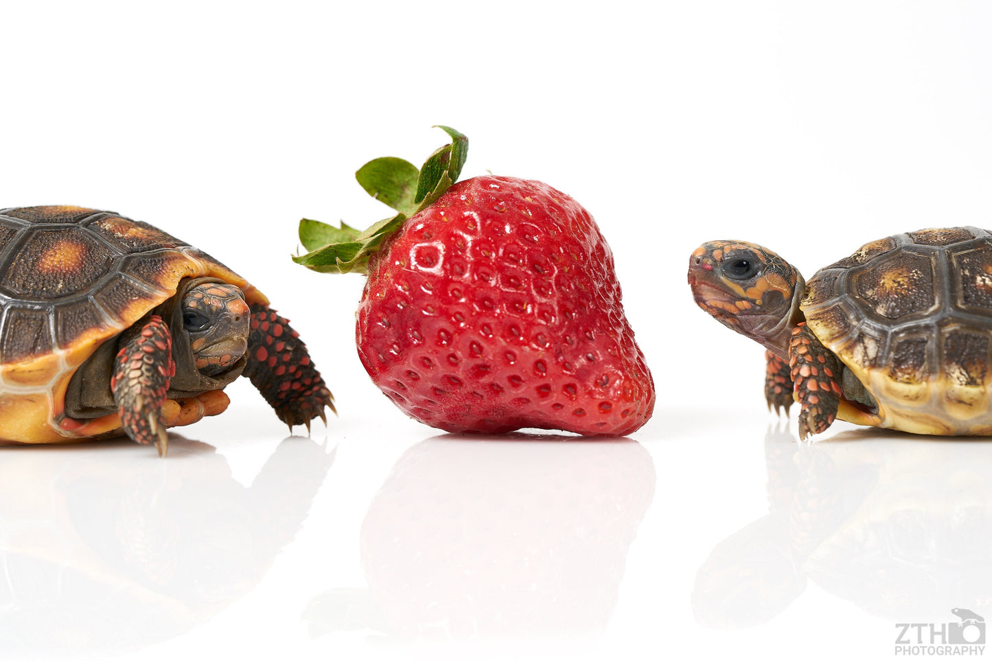 Red-footed Tortoises and Strawberry
