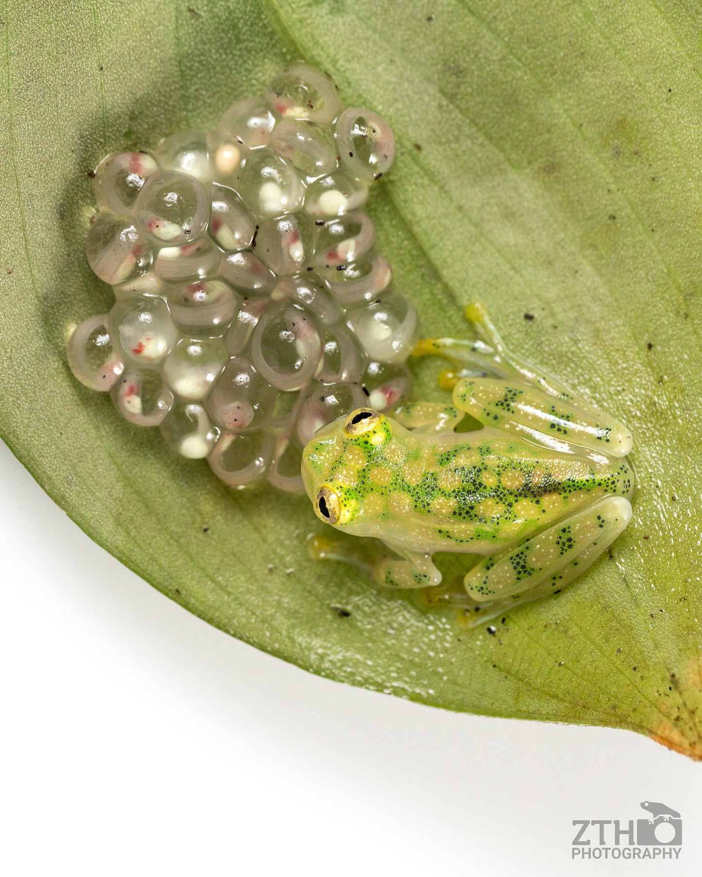 Glass Frog with Eggs