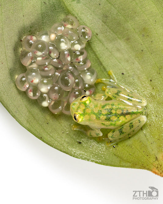 Glass Frog with Eggs