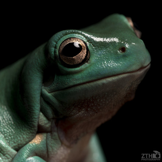 Frog portrait 2