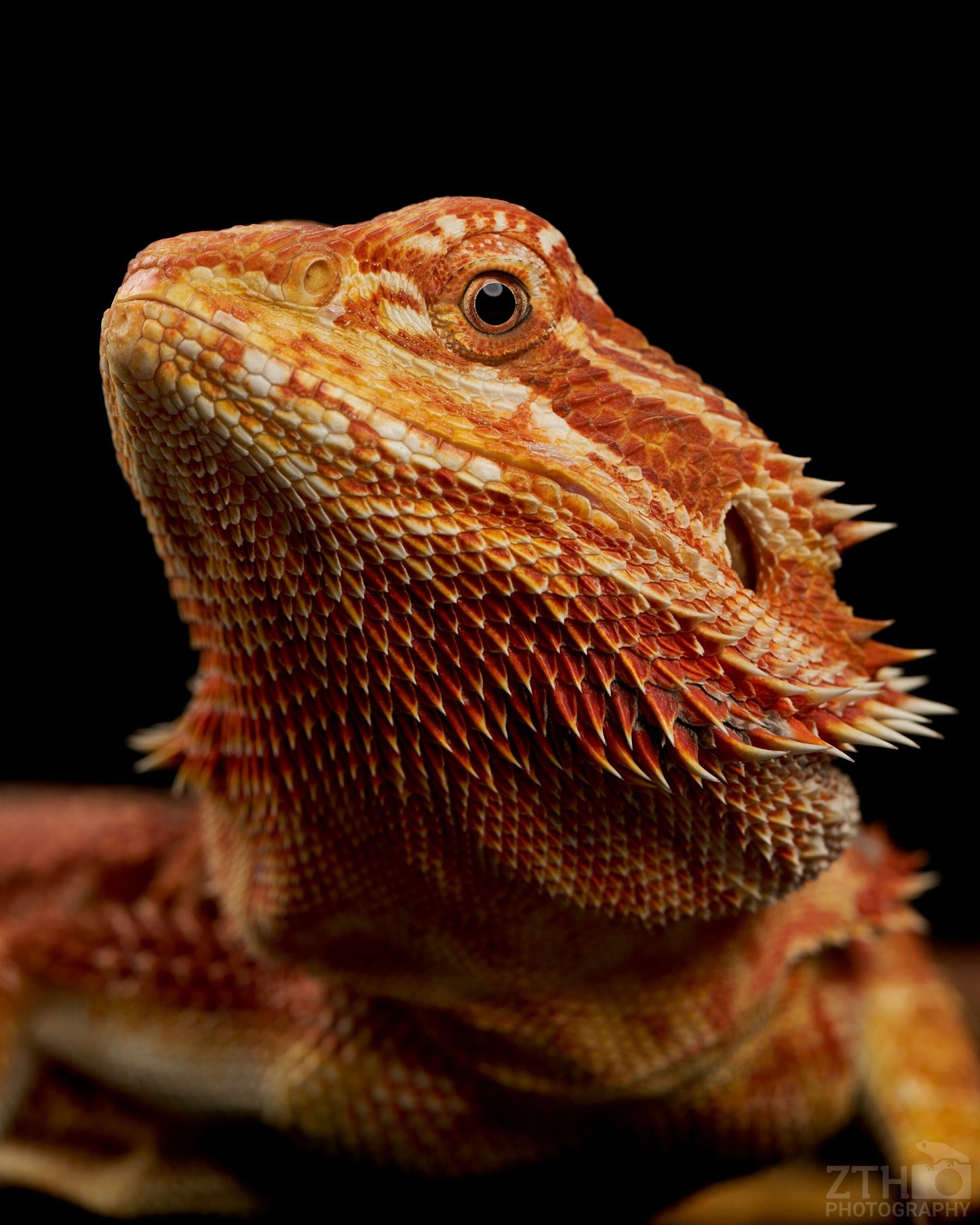 Red Monster Bearded Dragon