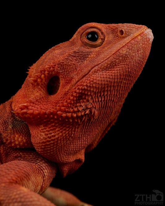 Red Hypo Trans Bearded Dragon