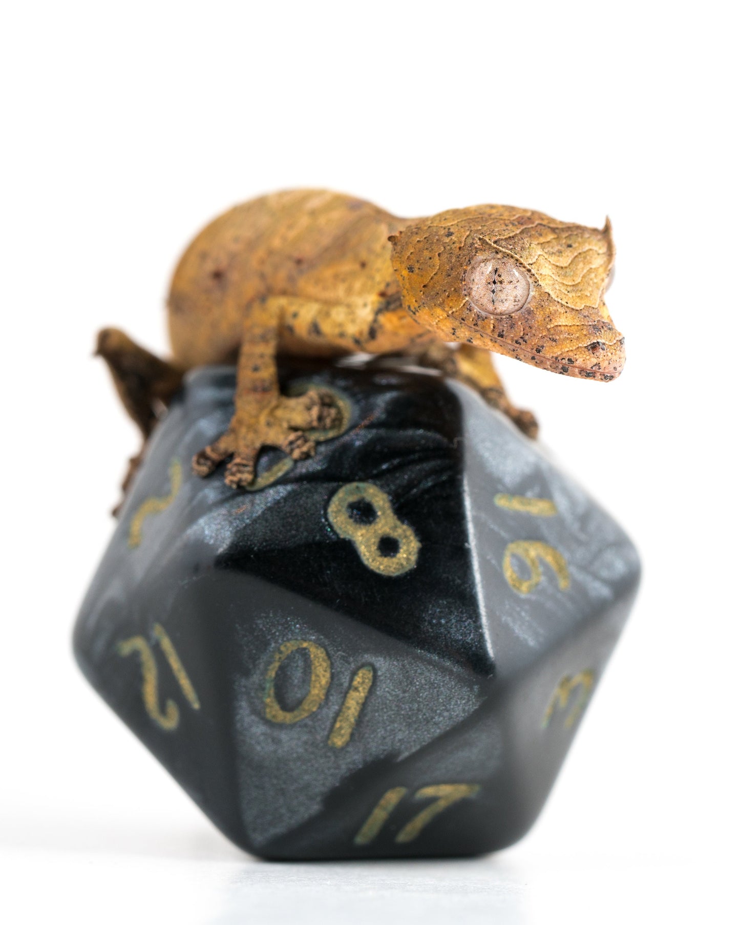 Gecko on D20 Dice