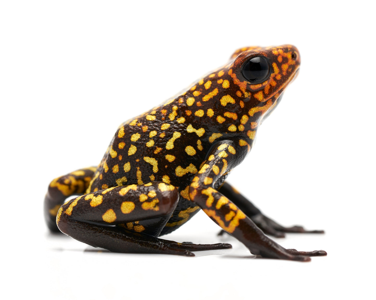 Oophaga histrionica 'Red Head'