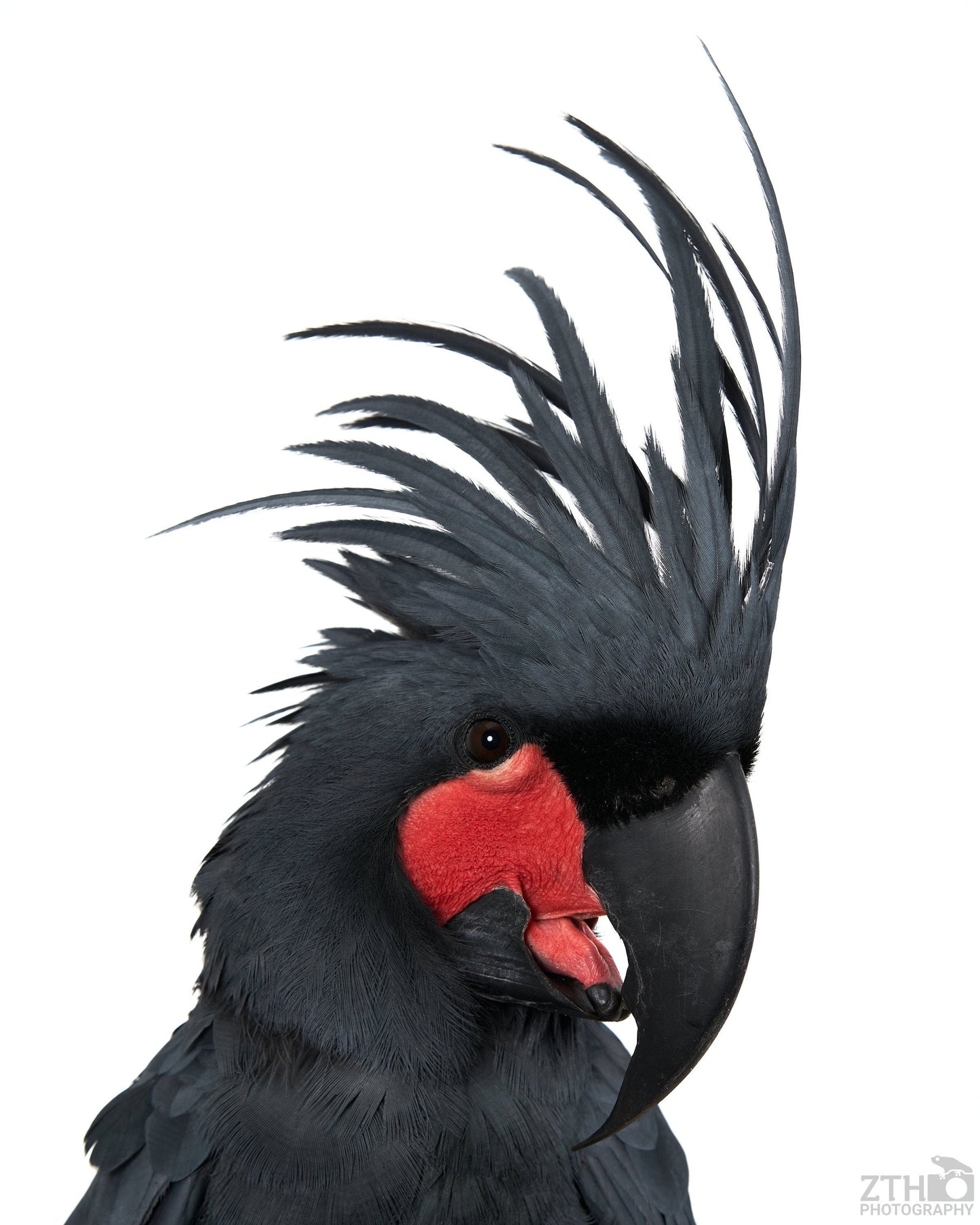 Black Palm Cockatoo