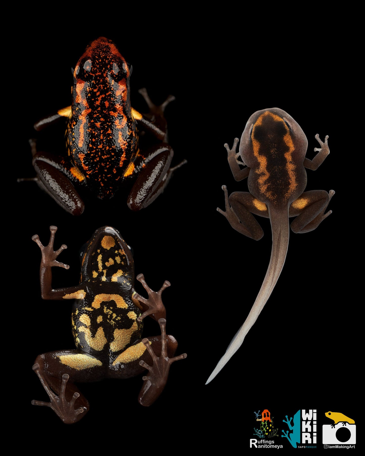 Excidobates Captivus 2