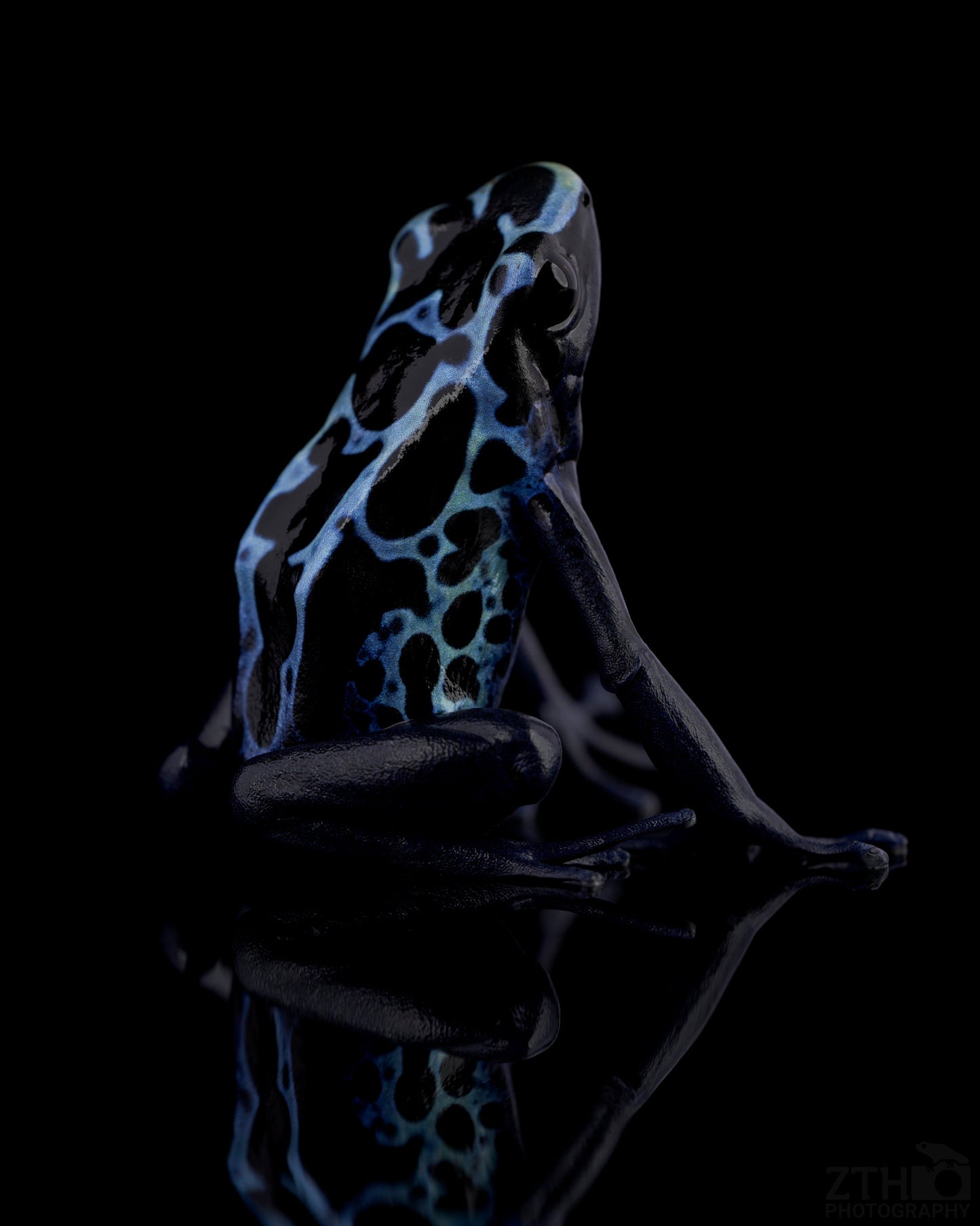 Dendrobates Tinctorius 'New River'