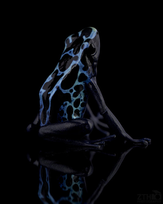 Dendrobates Tinctorius 'New River'