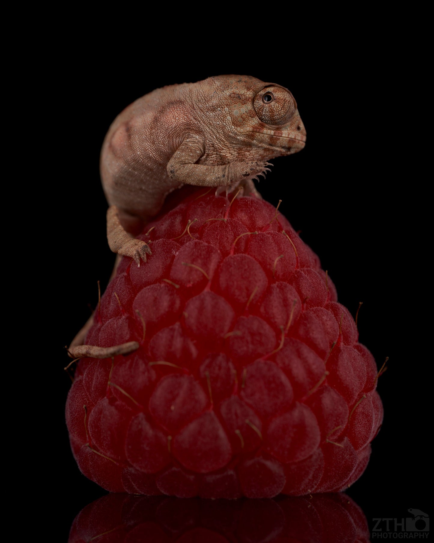 Baby Panther Chameleon #2