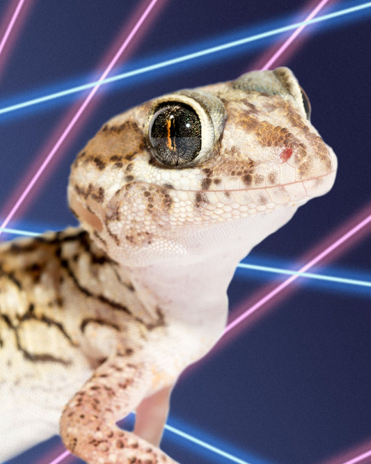 Pictus gecko school portrait
