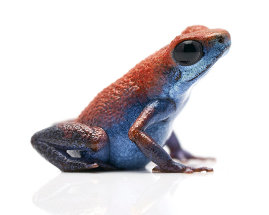 Oophaga pumilio 'Escudo'