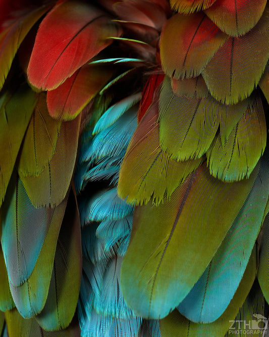 Macaw Feathers