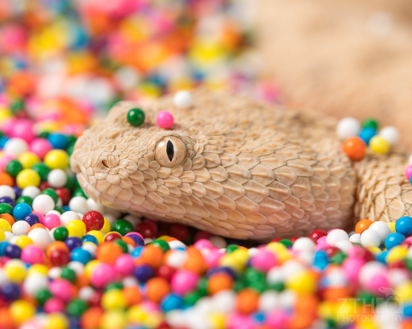 Snake Sprinkle 1